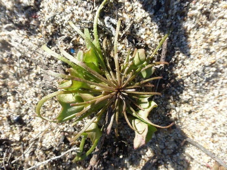 Claytonia parviflora 10