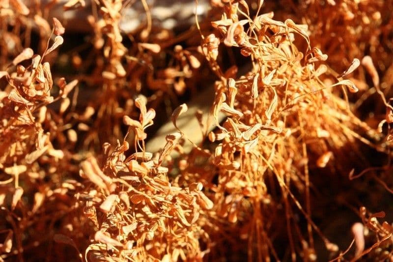 Cuscuta delle saline 9