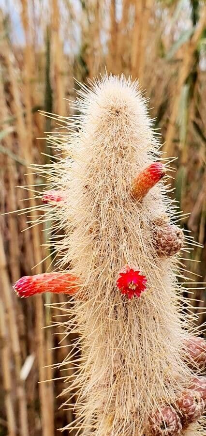 Cleistocactus 6