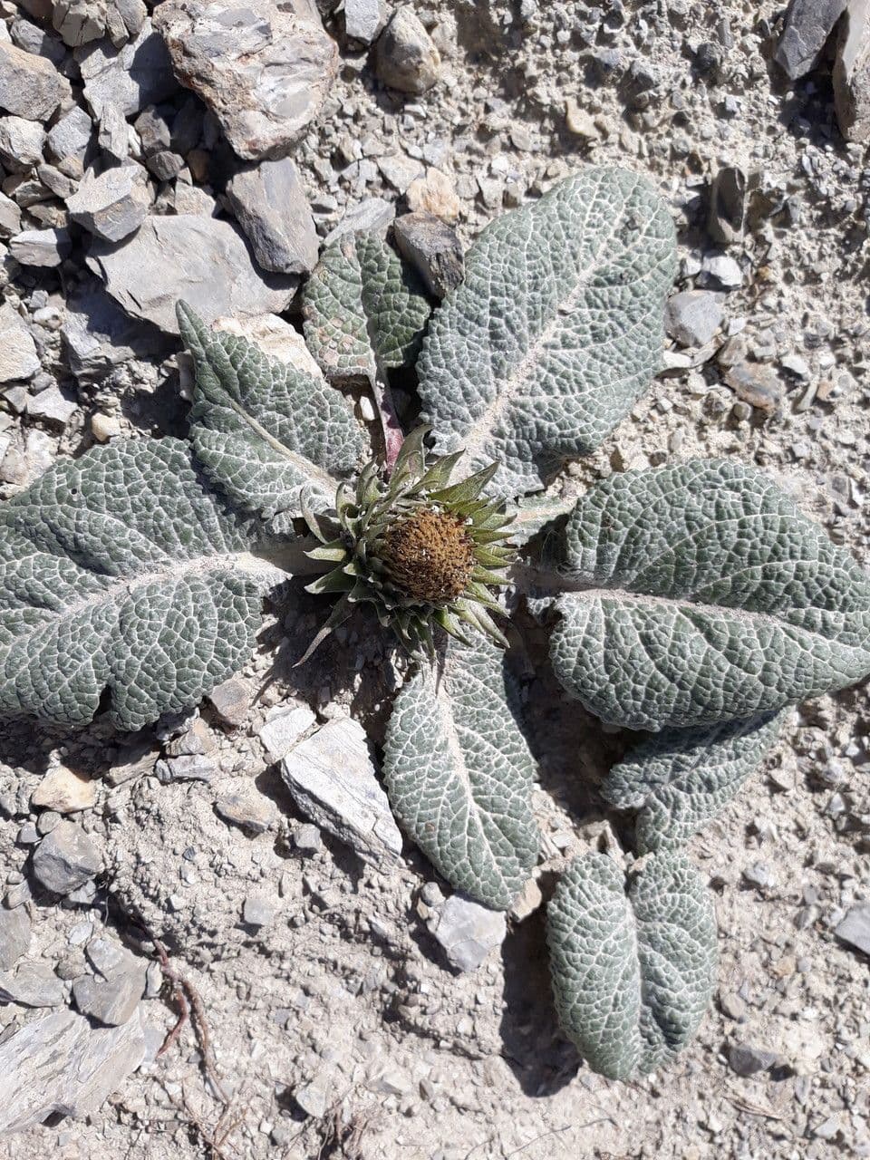 Berardia lanuginosa 5