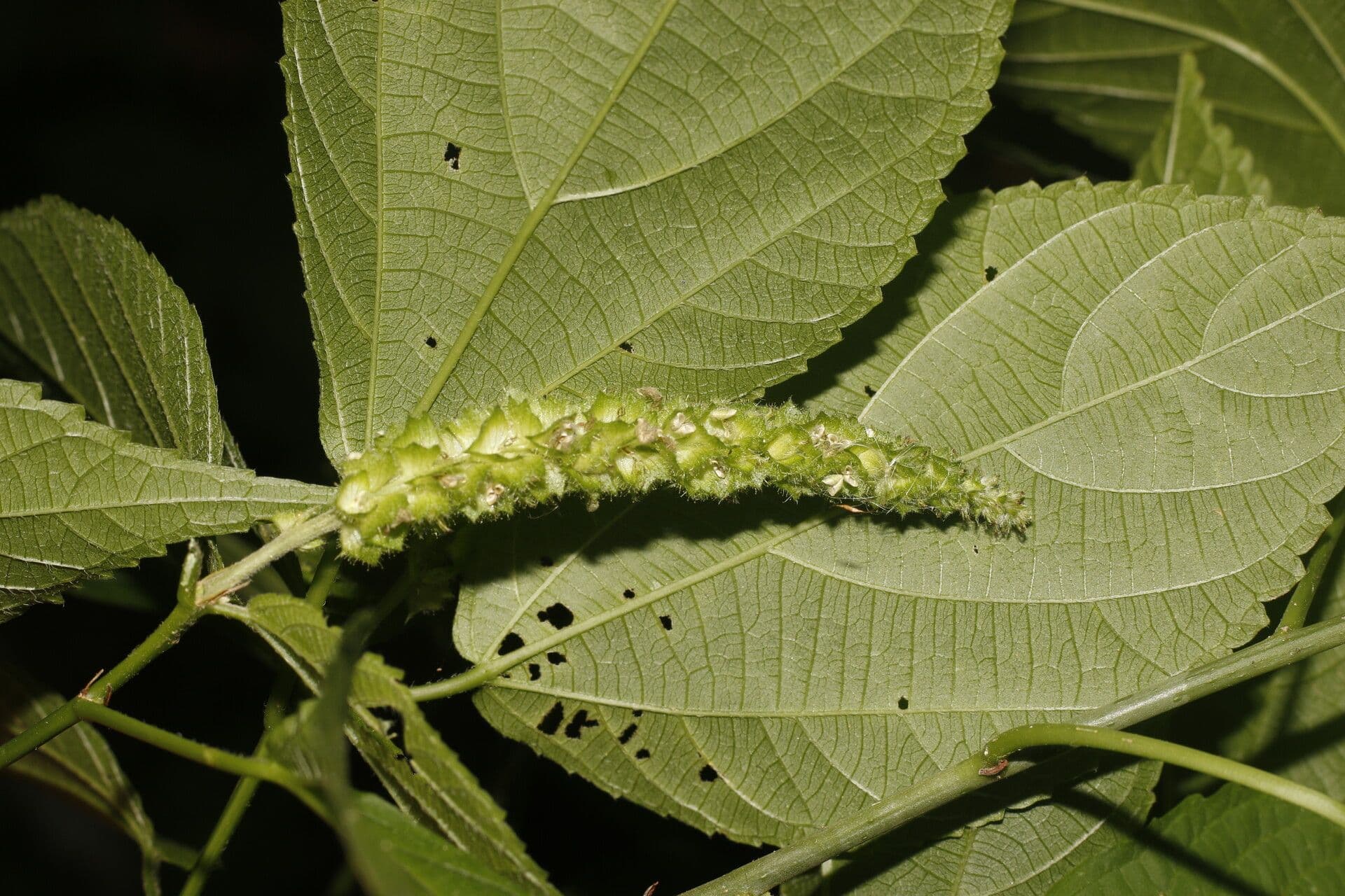 Acalypha schiedeana 4