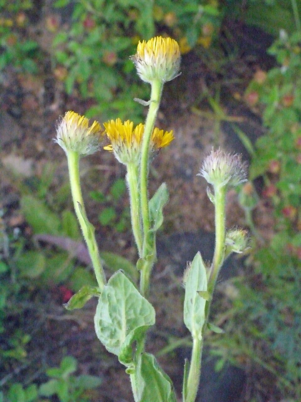 Pulicaria odora 24