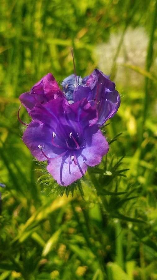 Flor morada 9