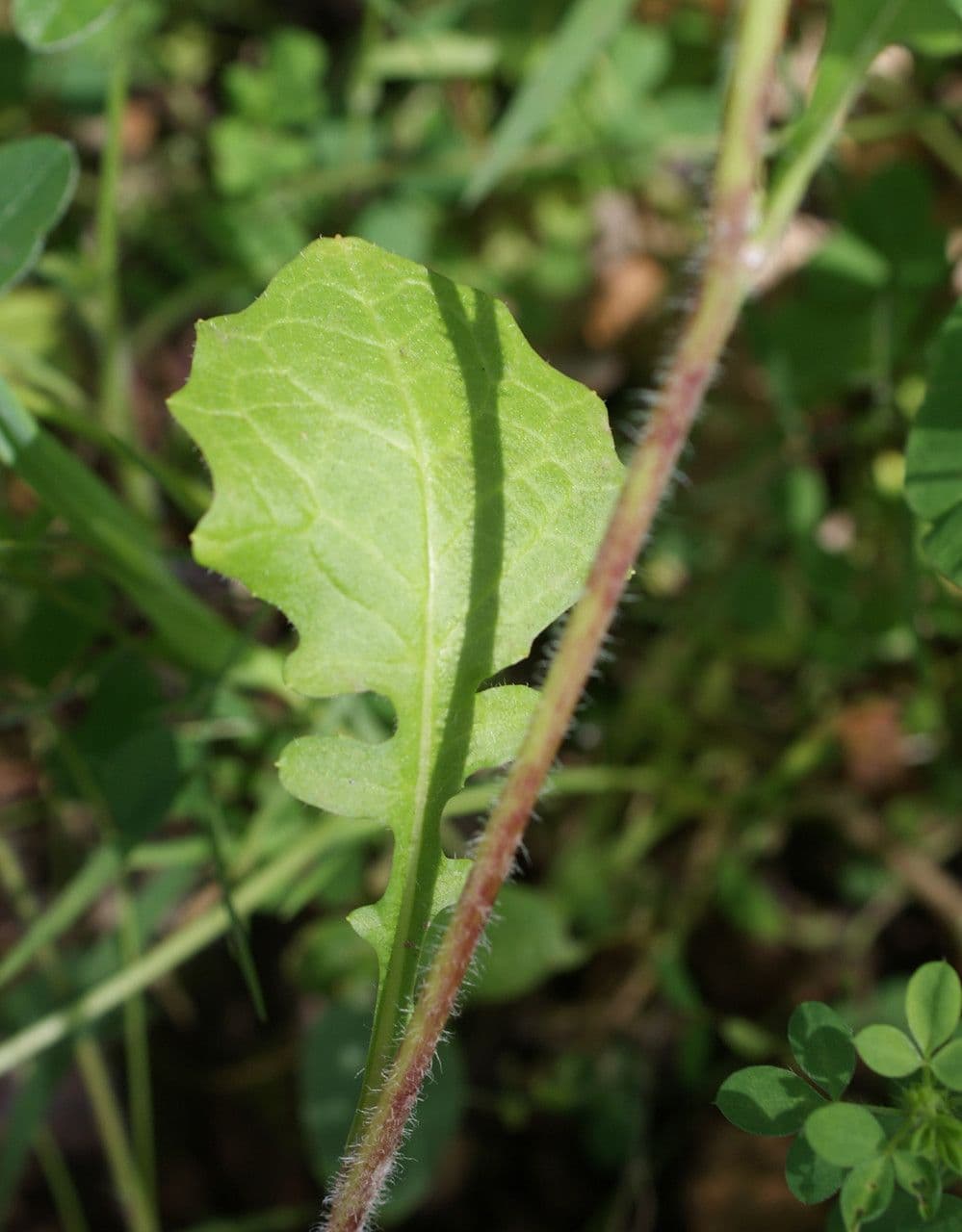 Rhagadiolus 16