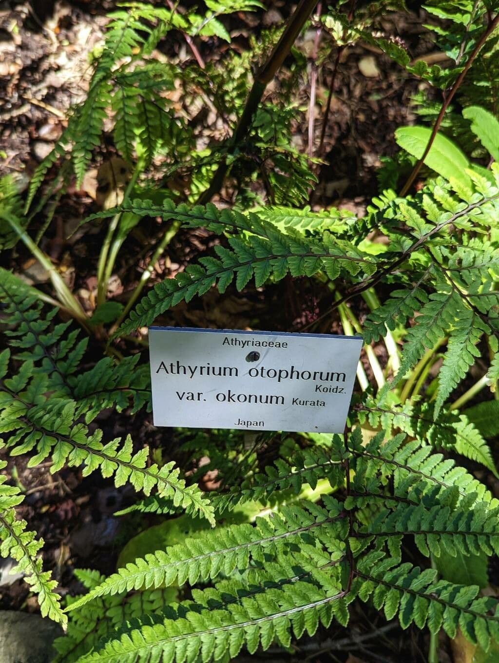 Athyrium 12