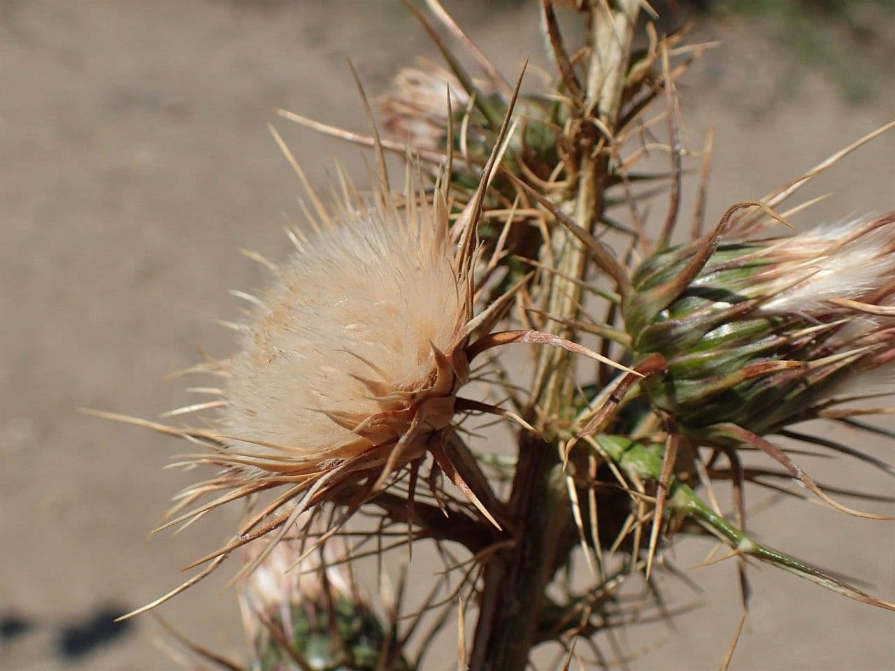 Ptilostemon casabonae