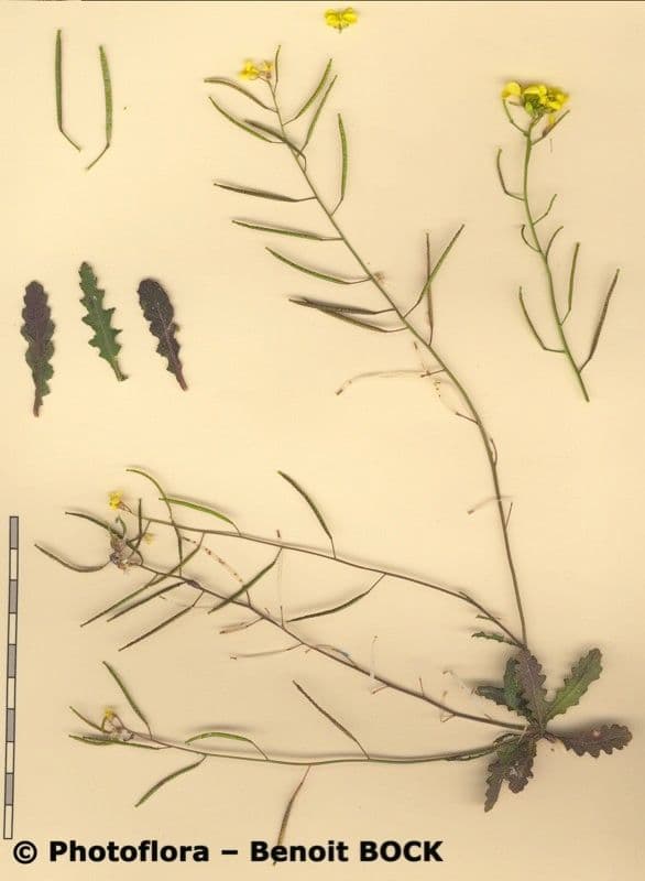 Diplotaxis virgata 14
