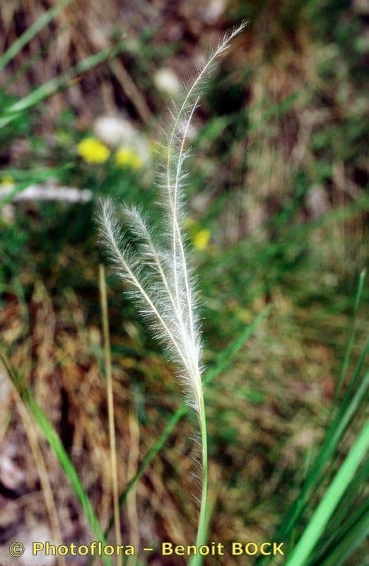 Estipa 24