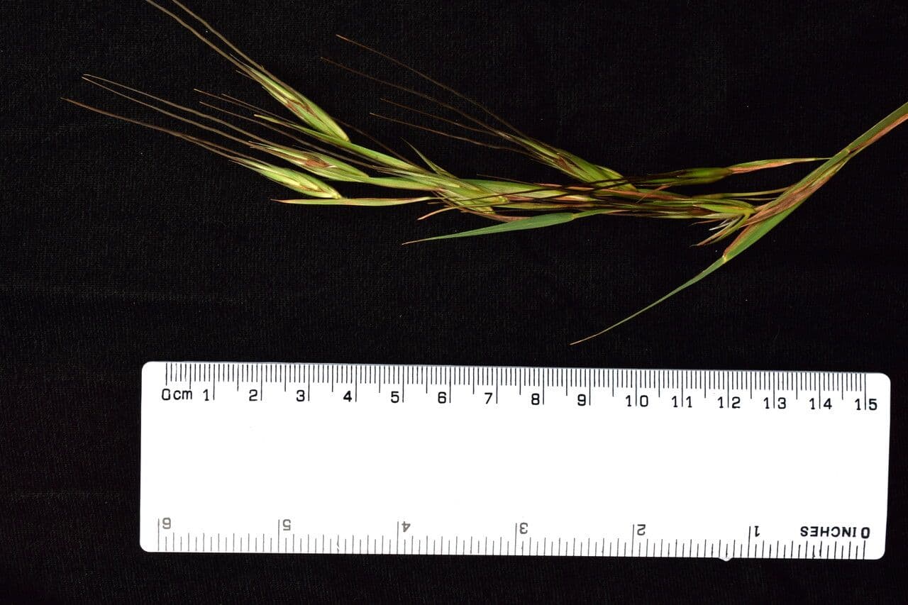 Themeda 3