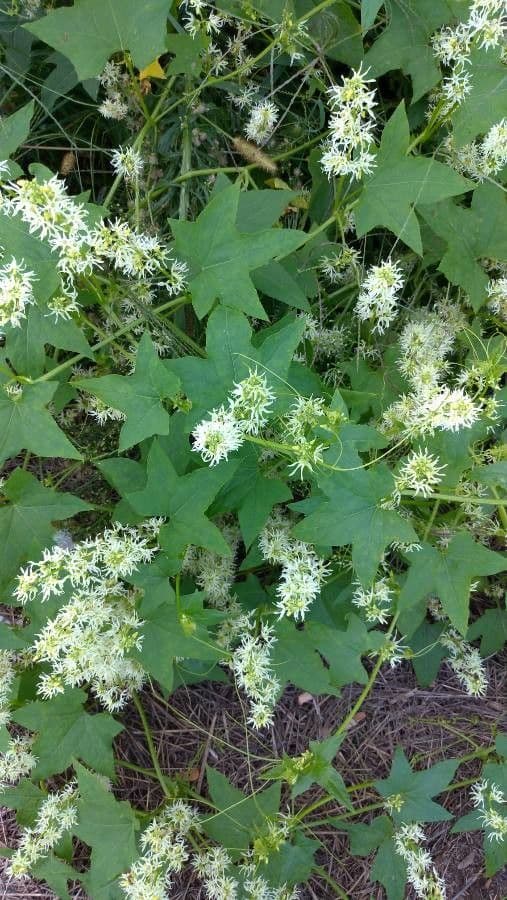 Zucca spinosa 15