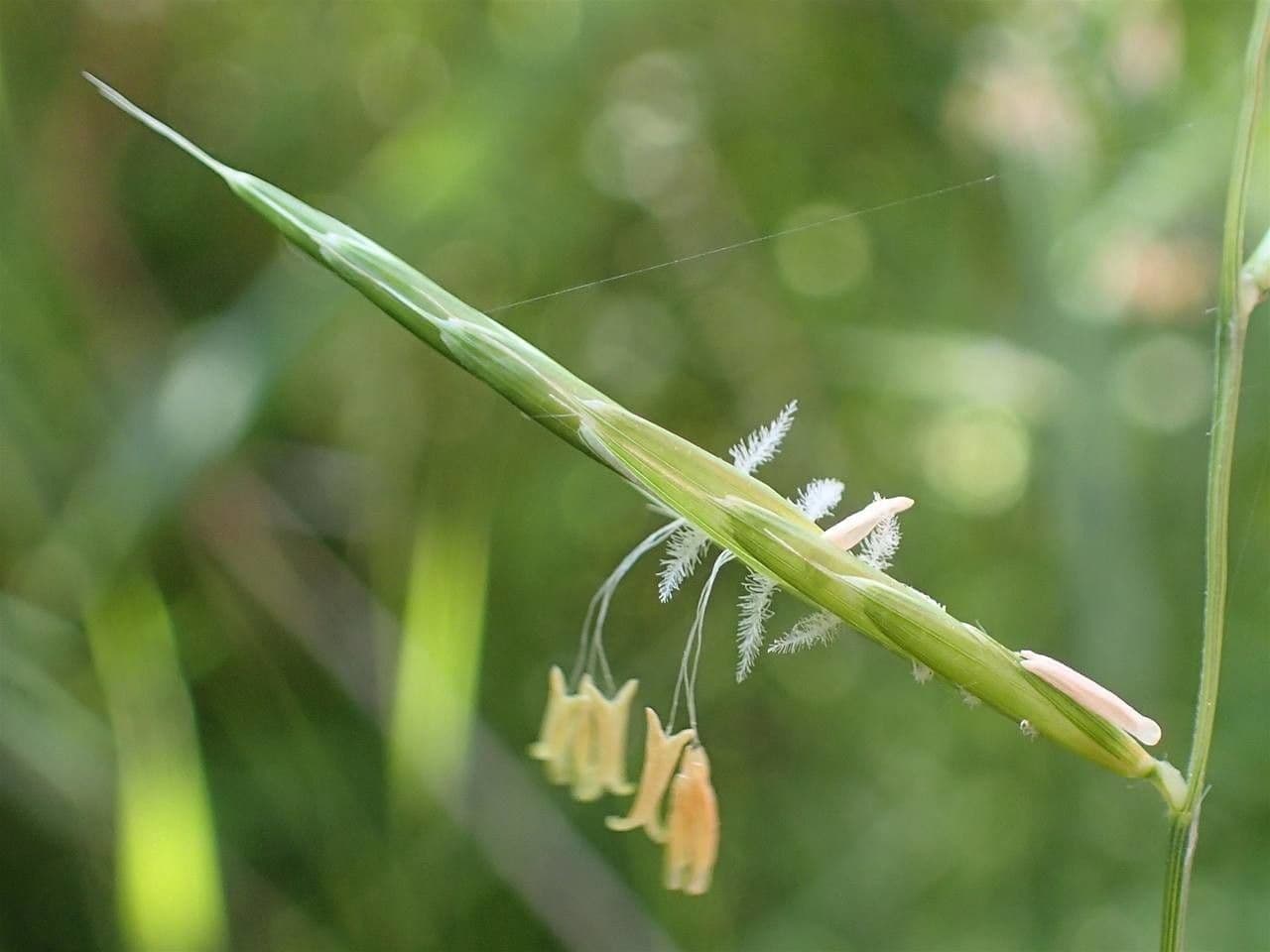 Brachypode penné 14