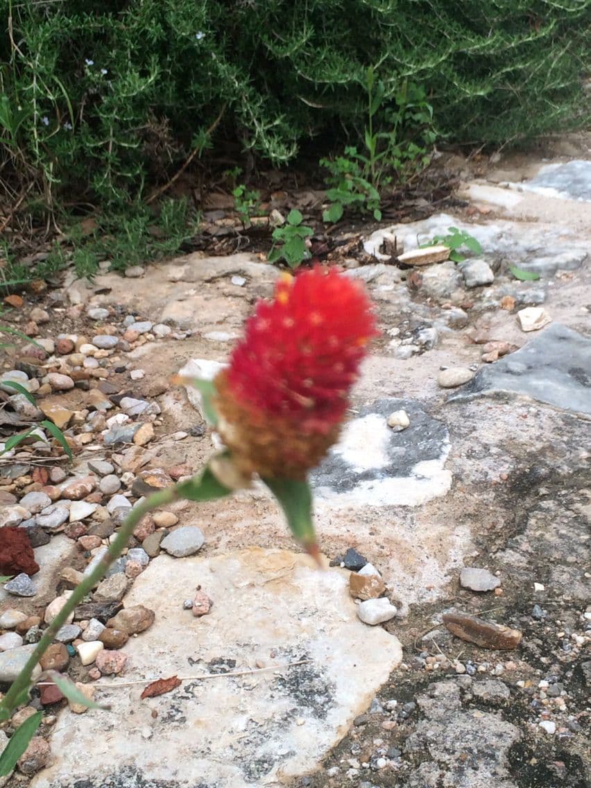 Gomphrena 11