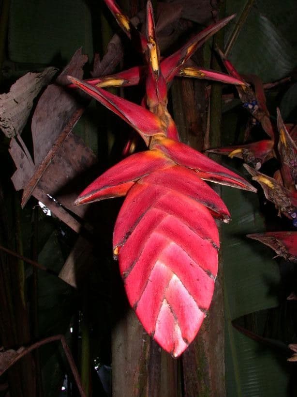 Helikonia brodata 7