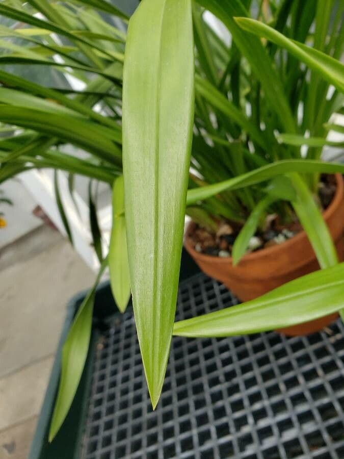 Cymbidium 8