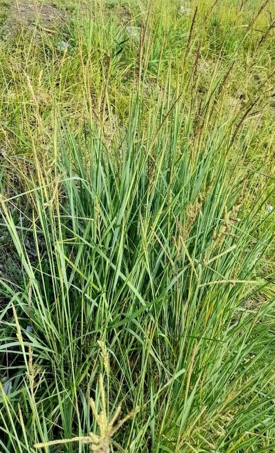 Urville-Paspalum 15