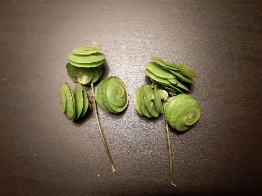 Erba medica orbicolare 17
