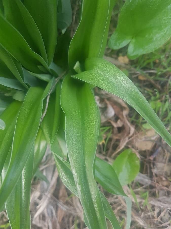 Iris xiphium 17