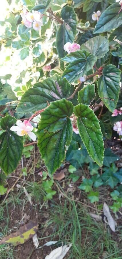 Begonia incarnata 6