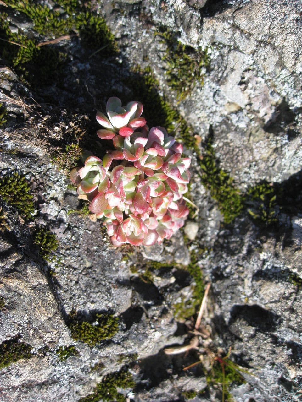 Borracina spatolata 7
