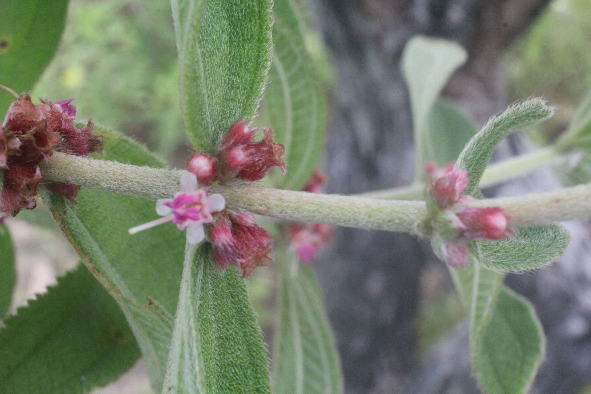 Miconia sericea 11