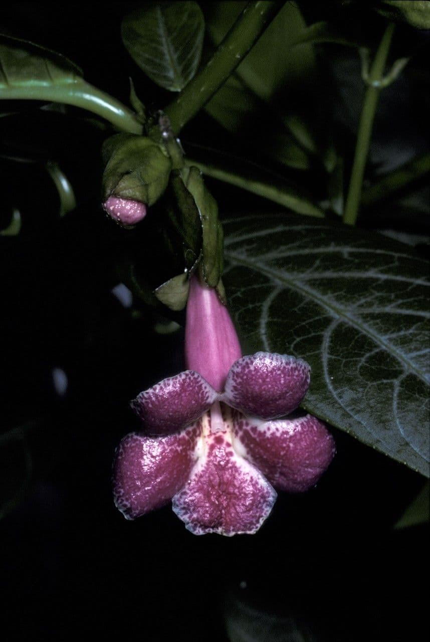 Drymonia