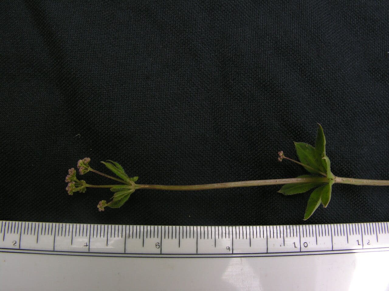Przytulia Hoffmeistera 5