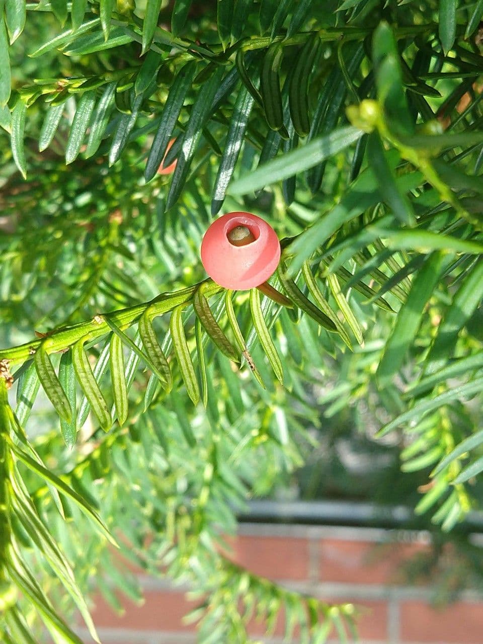 Tasso del Pacifico 5