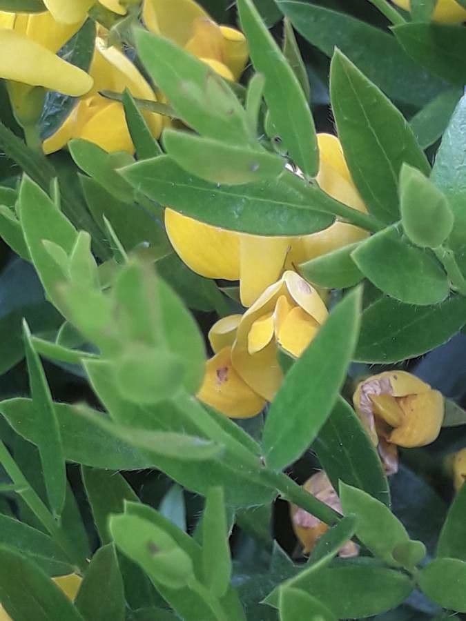 Genista 4