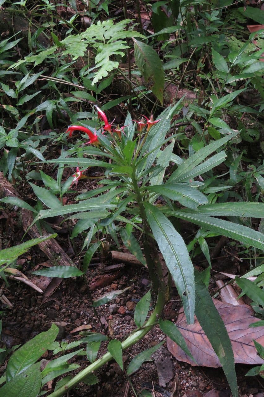 Lobelia 6