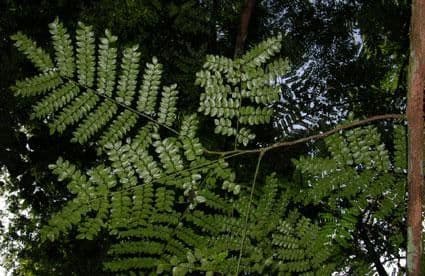 Dinizia