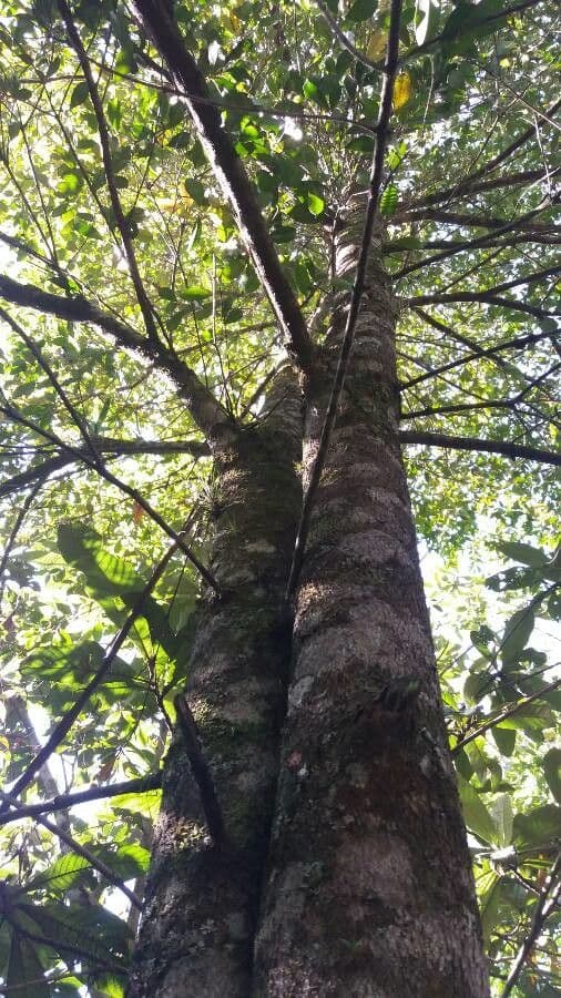 Doratoxylon apetalum 6