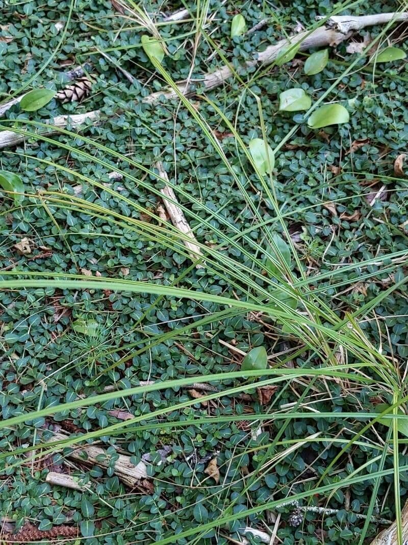 Scleria lithosperma 6