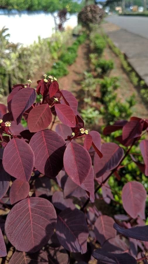 Euphorbe cotinifolia 17