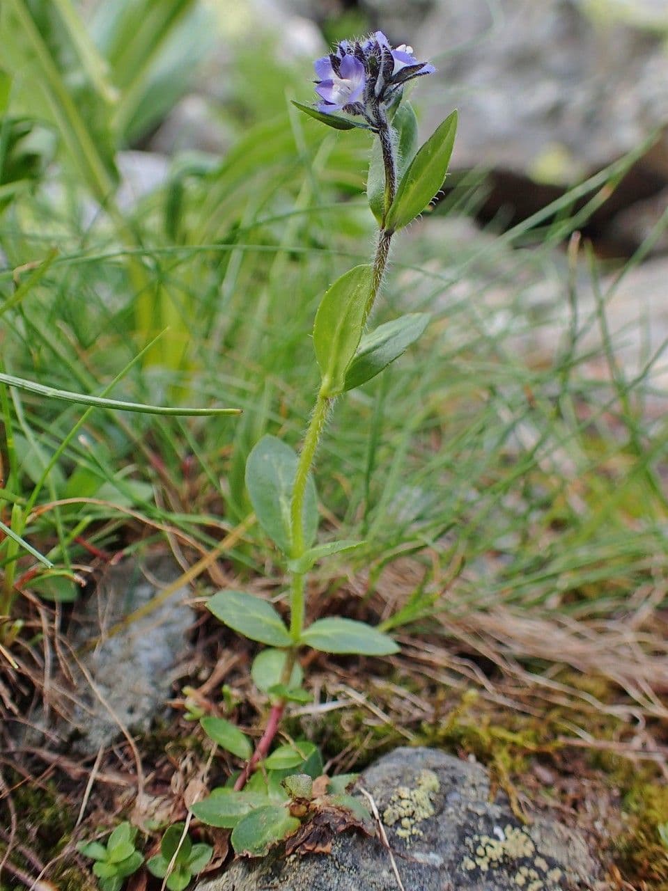 Veronica alpina 14