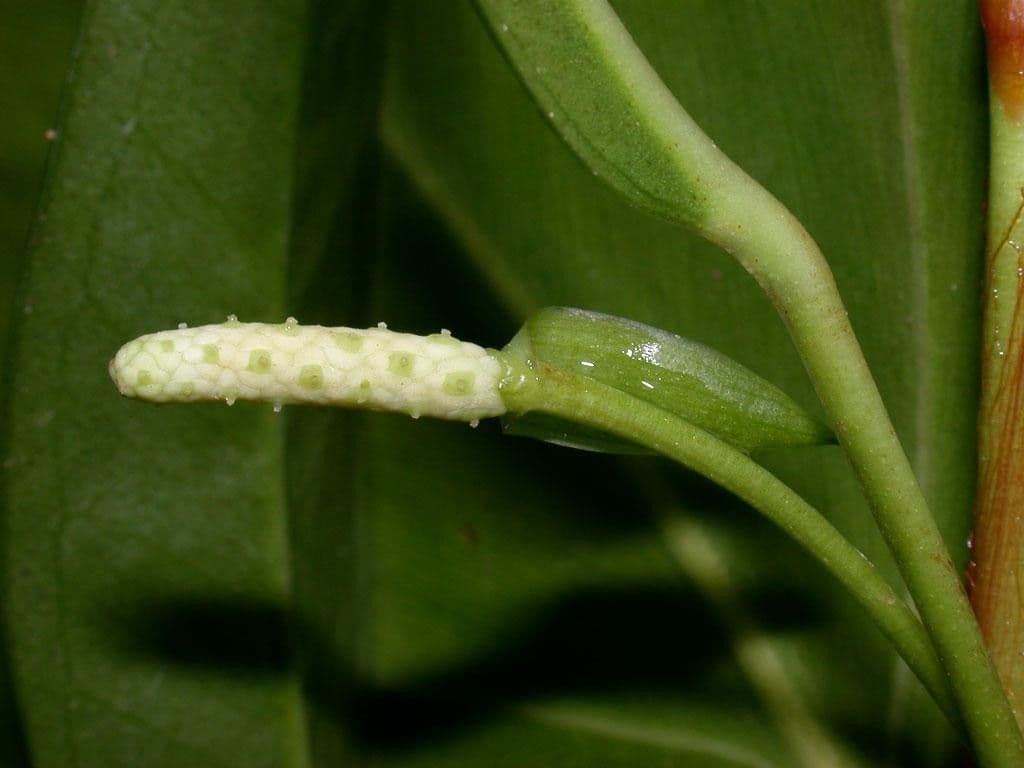 Antúria 17