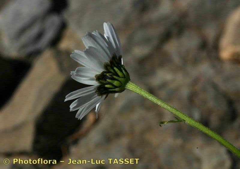 Margherita coronata