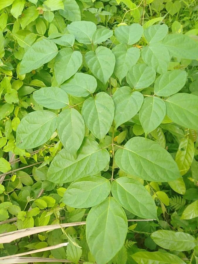 Oroxylum indiano 13