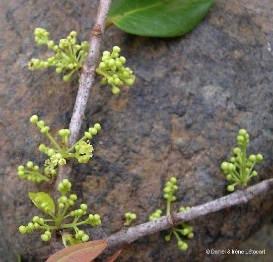 Austrobuxus 7