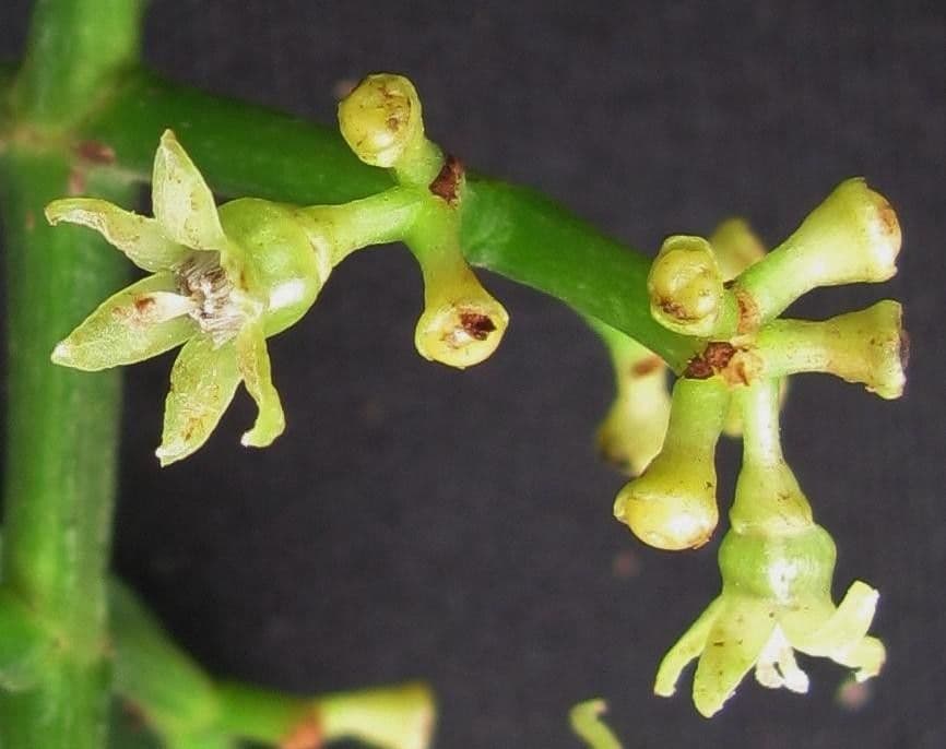 Psychotria 4
