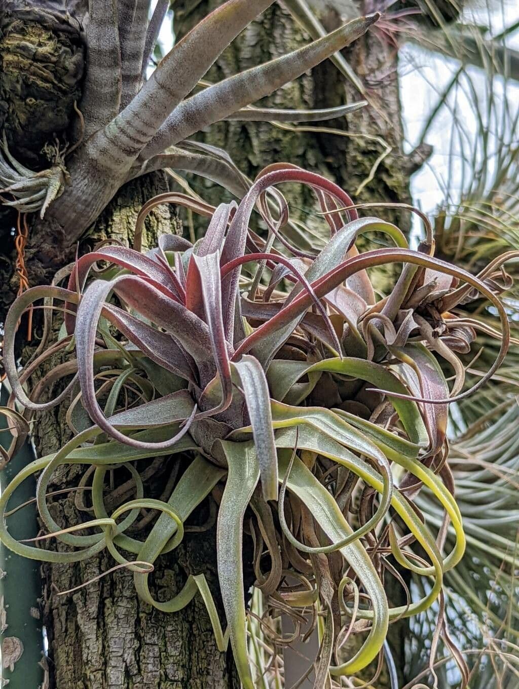 Tillandsia kučeravá 3