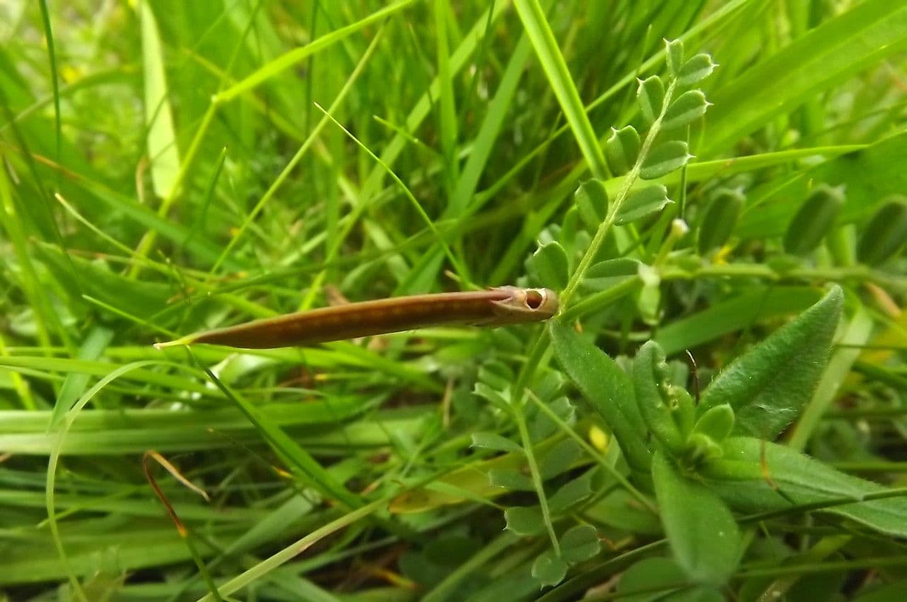 Vesce des Pyrénées 3