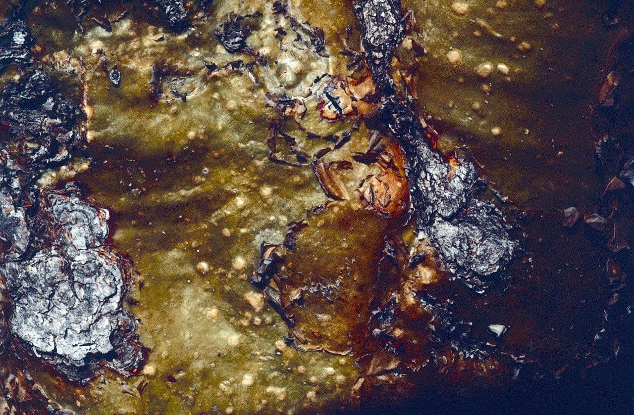 Fouquieria formosa 2