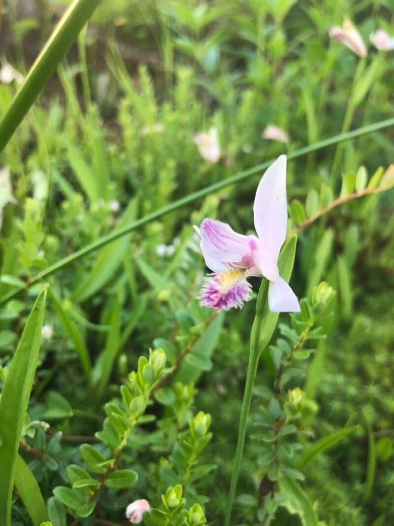 Pogonia