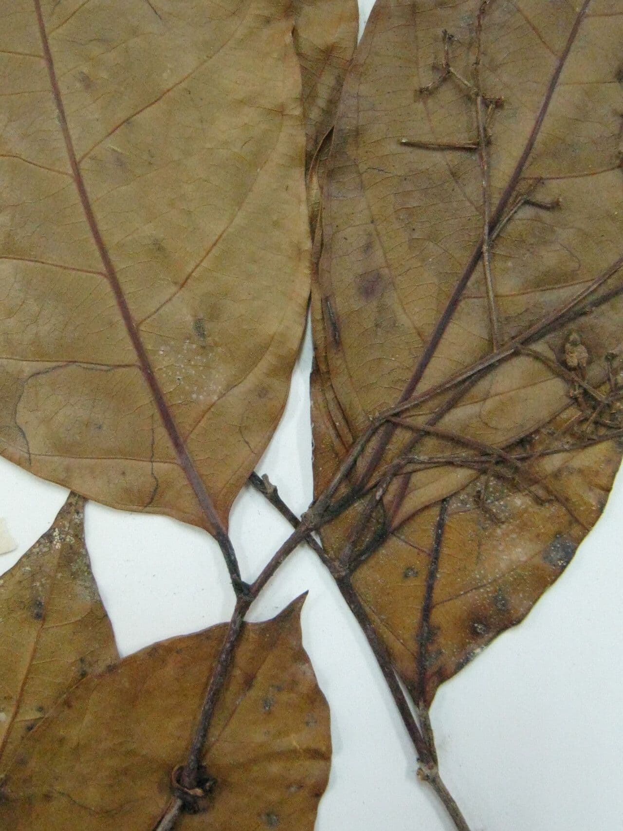 Rinorea paniculata 4