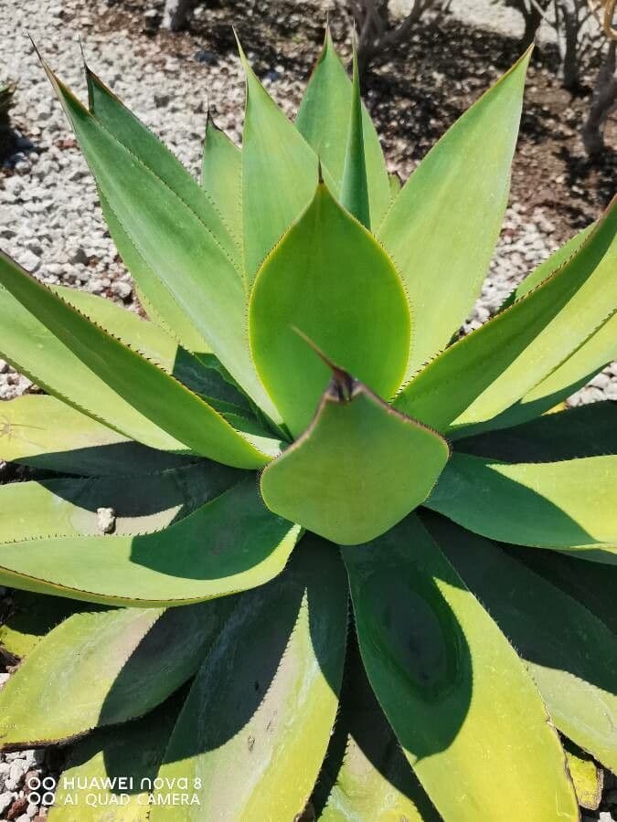 Agave 5