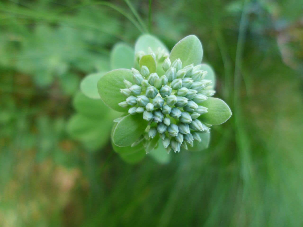 Telephium imperati 6