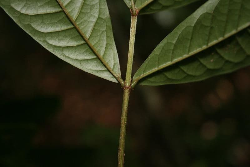 Vochysia 11