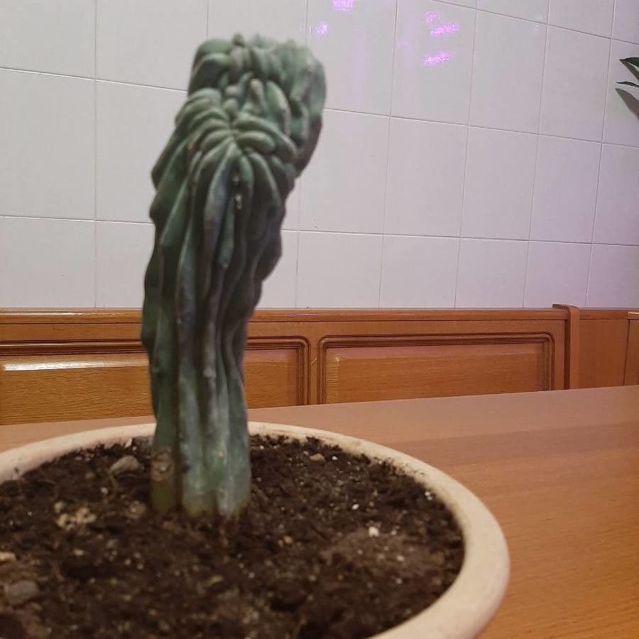 Myrtillocactus geometrizans 8