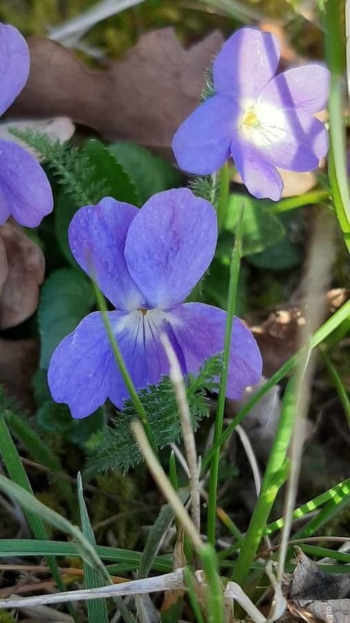 Viola pelosa 7