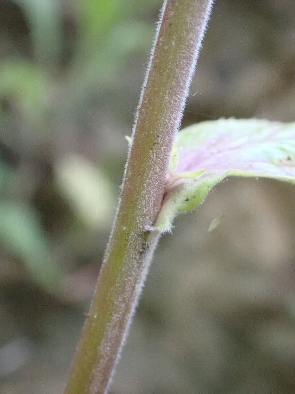 Náprstník červený 24